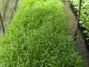 IMG-20200622-WA0035-607x370