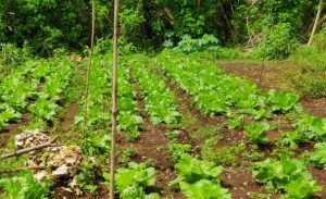 IMG-20200622-WA0062-607x370