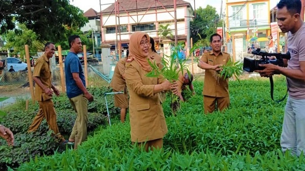 Panen-OPAL-Perdana-Dinas-Ketahanan-Pangan-Maluku (1)