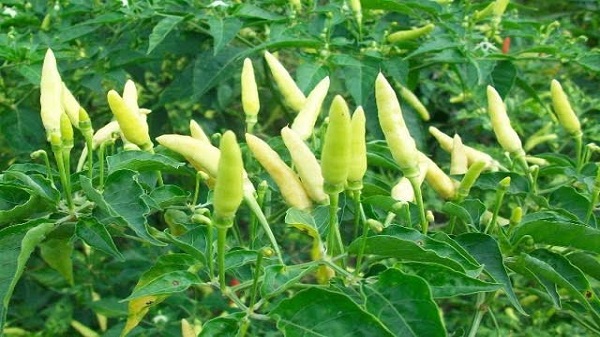 cabai